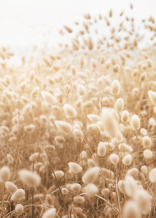  – Fotografia de um prado com ervas em bege com a luz do sol a reflectir