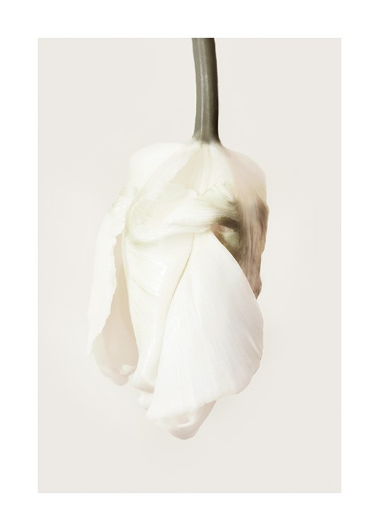 Hanging Tulip Poster