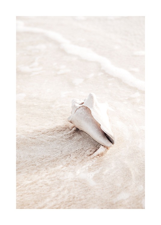  – Fotografia de uma concha sobre areia bege e água