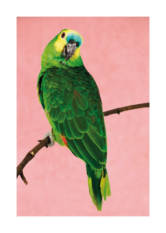 Turquoise-fronted Parrot Poster