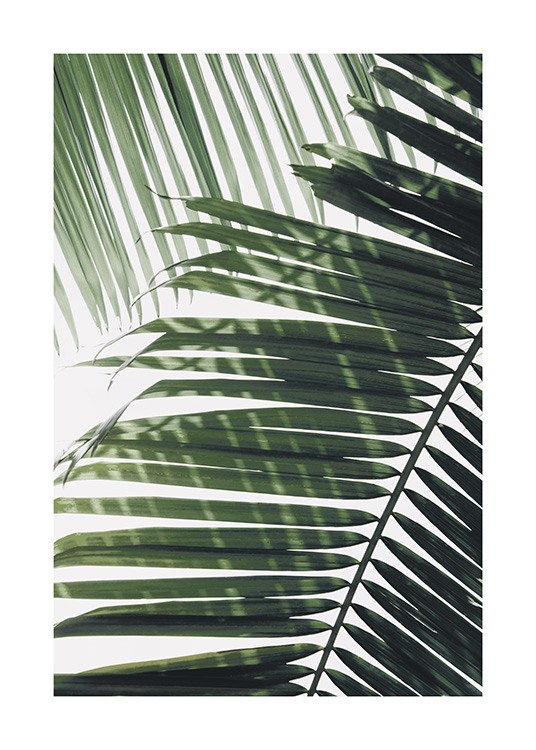 – Fotografia de folhas de palmeira verde com sombras, sob um fundo branco
