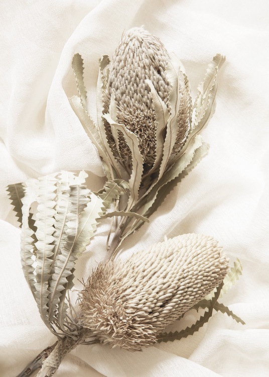  – Fotografia de duas flores grandes e secas em bege com um tecido branco por trás delas