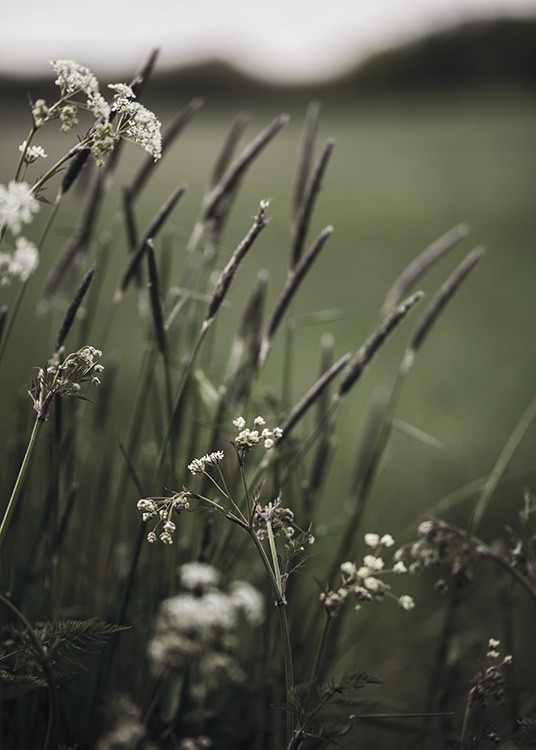  – Fotografia de erva e flores brancas com um fundo verde desfocado