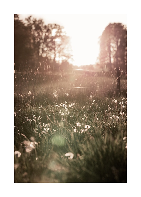  – Fotografia de um prado com flores brancas ao pôr do sol