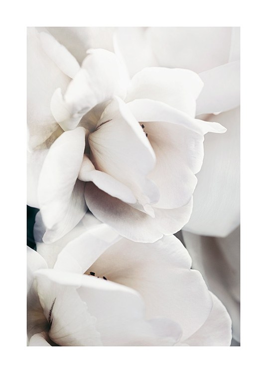  – Fotografia em pormenor de pétalas de rosa brancas
