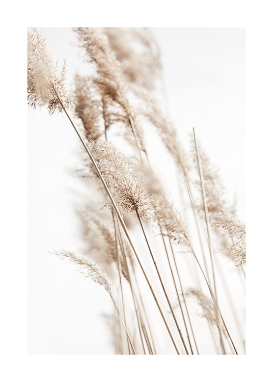 Sunny Reeds No2 Poster