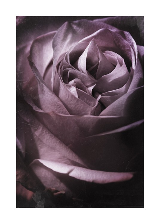 Antique Rose No1 Poster