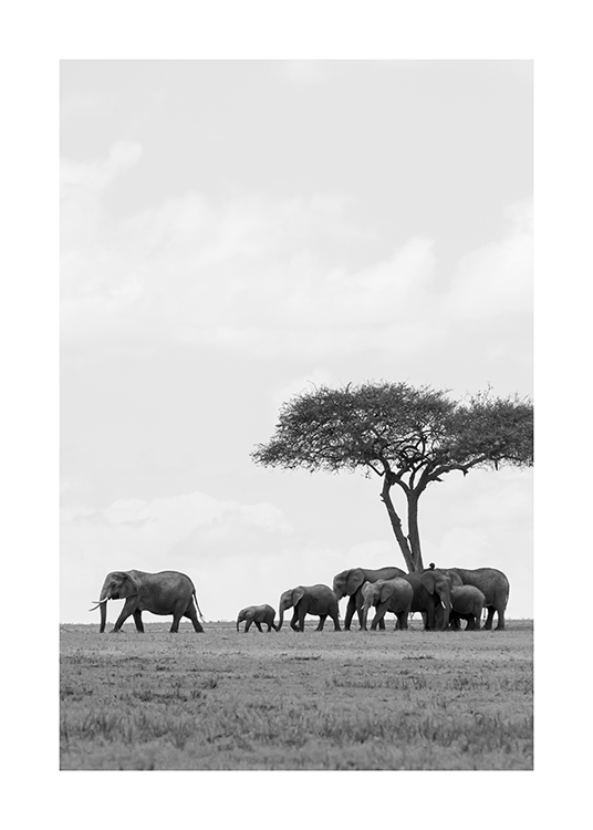  – Fotografia a preto e branco de um elefante com a sua manada a andar no deserto com uma árvore de fundo