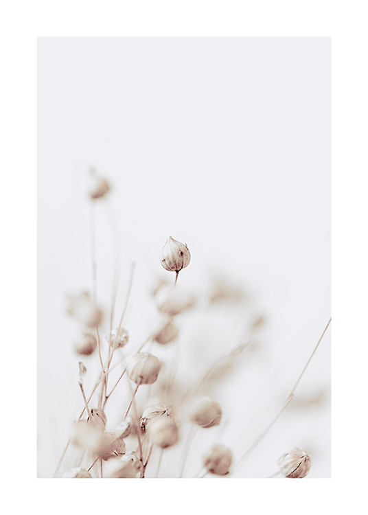 Dried Flower Buds Poster
