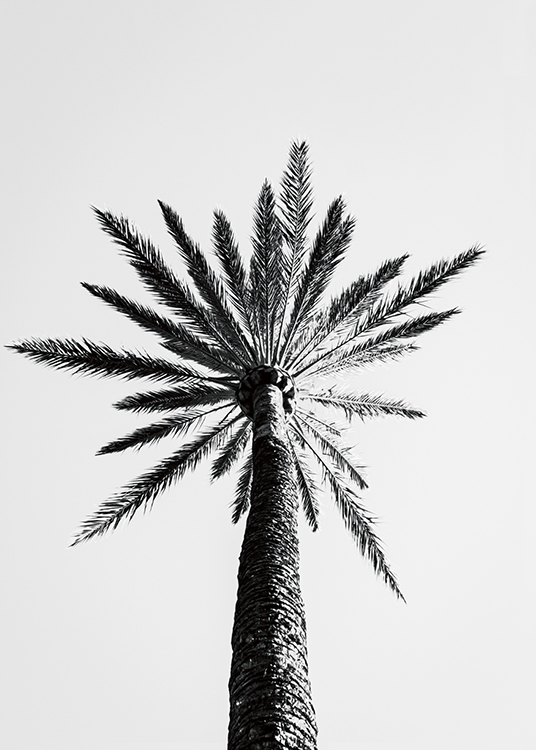  – Fotografia a preto e branco de uma grande palmeira vista de baixo