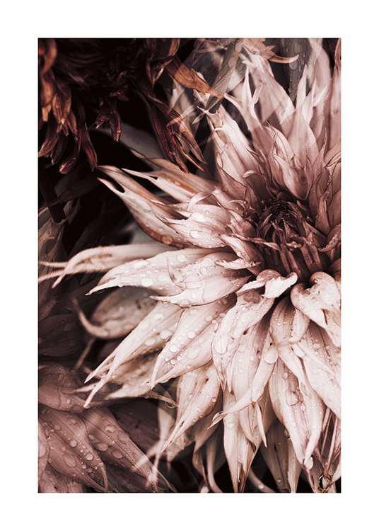 Pink Spider Dahlia Poster