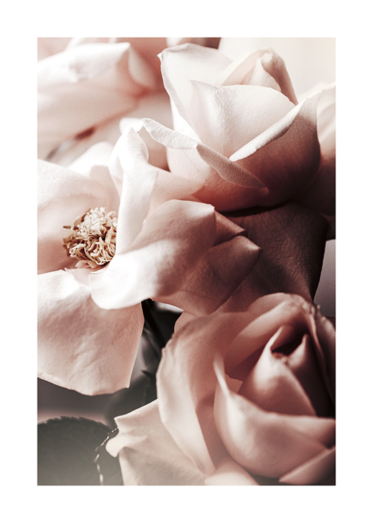 Dusty Pink Roses No2 Poster