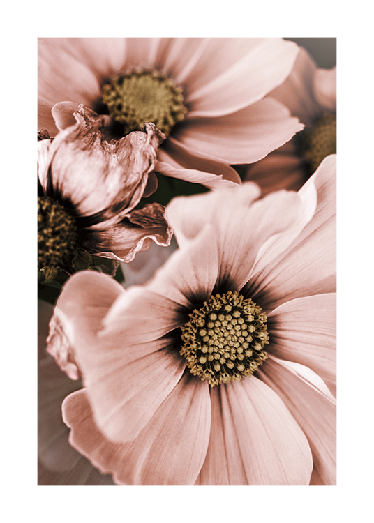 Lovely Pink Flowers Poster