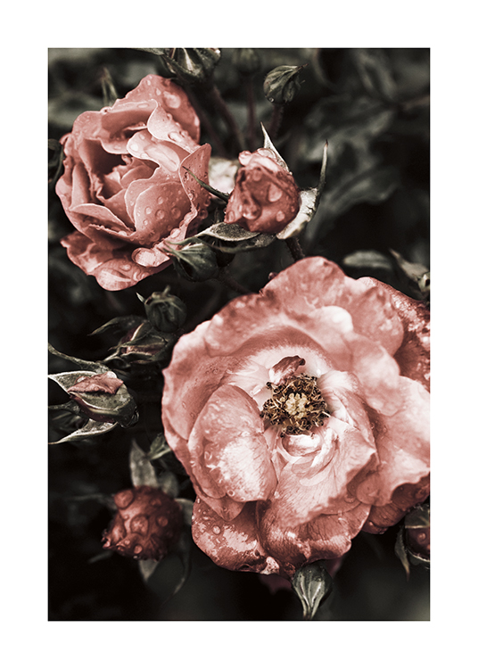 Pink Vintage Roses Poster