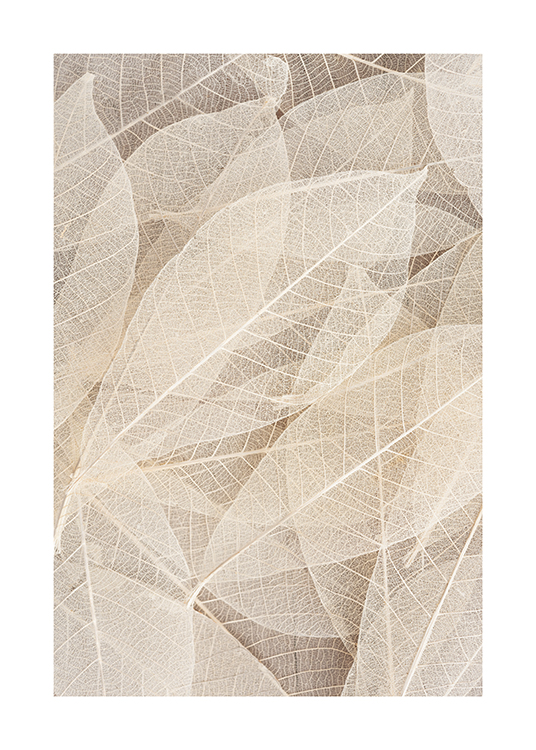  – Fotografia em promenor de folhas esqueleto transparentes em bege claro