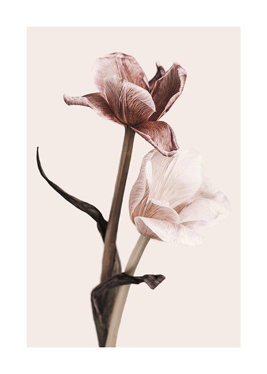 Soft Tulips No1 Poster