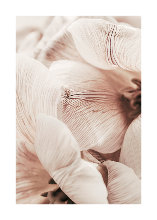 Soft Tulips No2 Poster