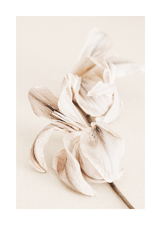 Soft Lily No1 Poster