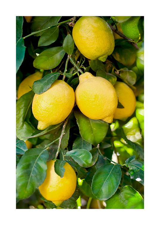 Fresh Lemons Poster