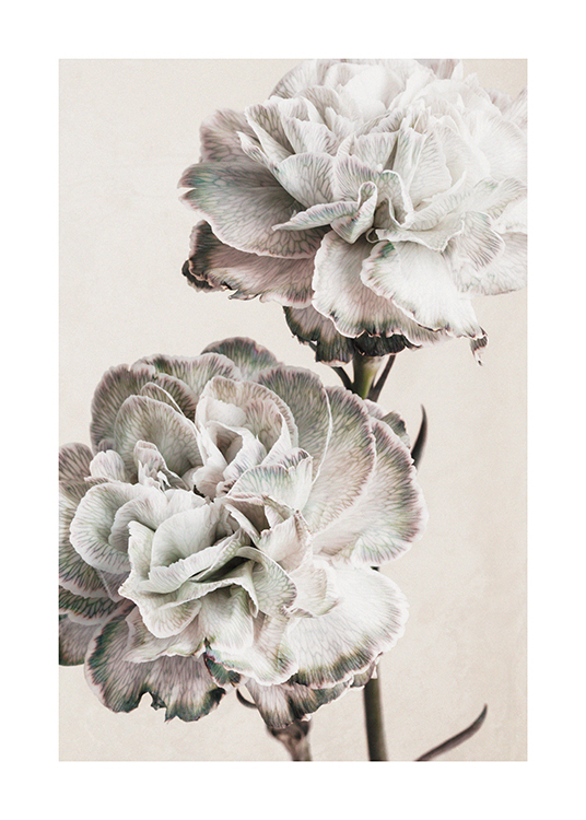 Rustic Carnation Poster