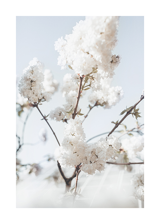 Blooming White Poster