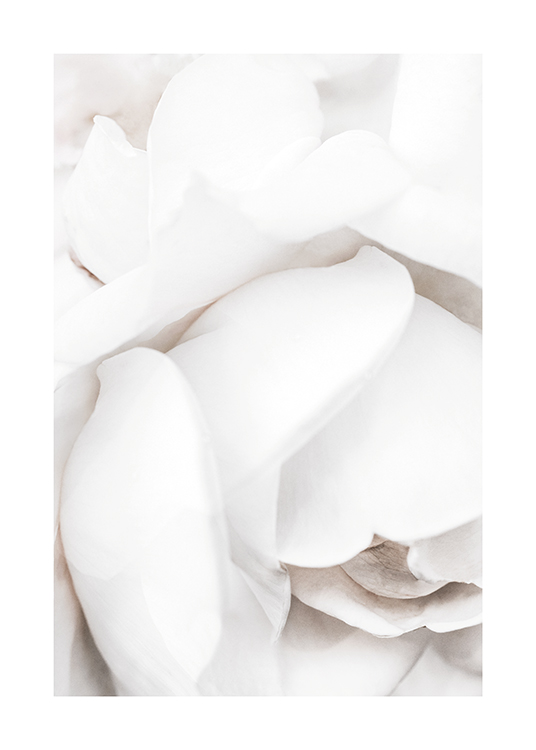 White Rose Petals Poster
