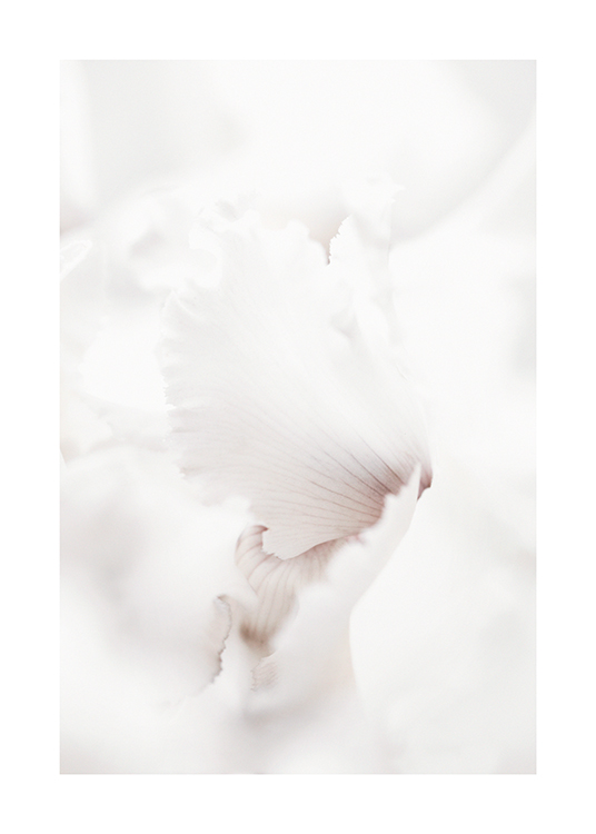 Pale Petals Poster
