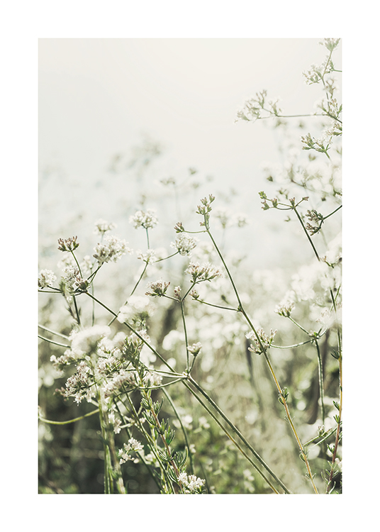 Wild White Flowers Poster