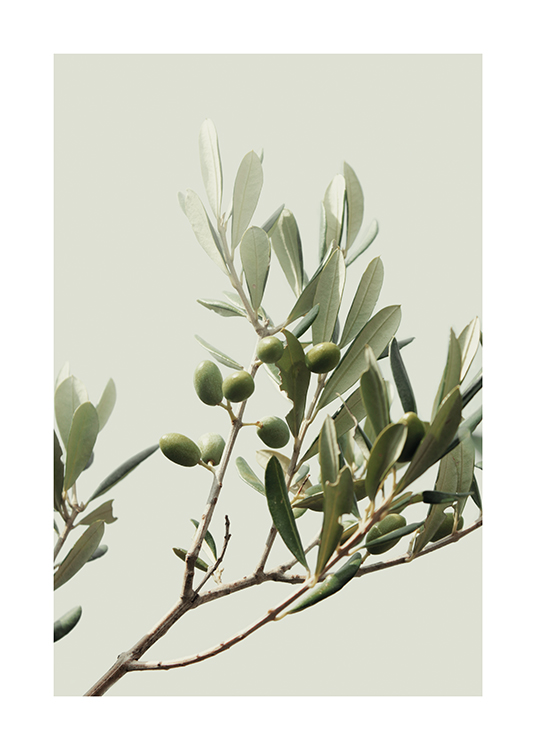 Sunny Olive Branch Poster