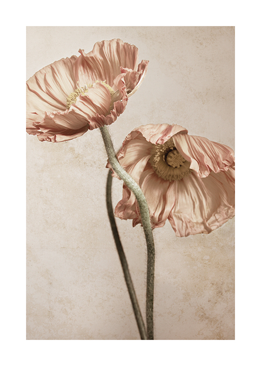 Blushing Poppies No2 Poster