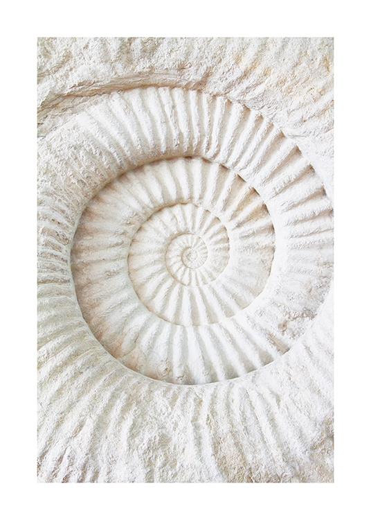 Ammonite Fossil Poster