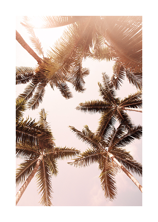 Palm Trees from Below Poster
