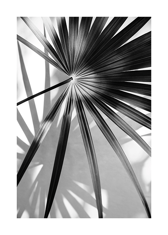 B&W Palm Poster