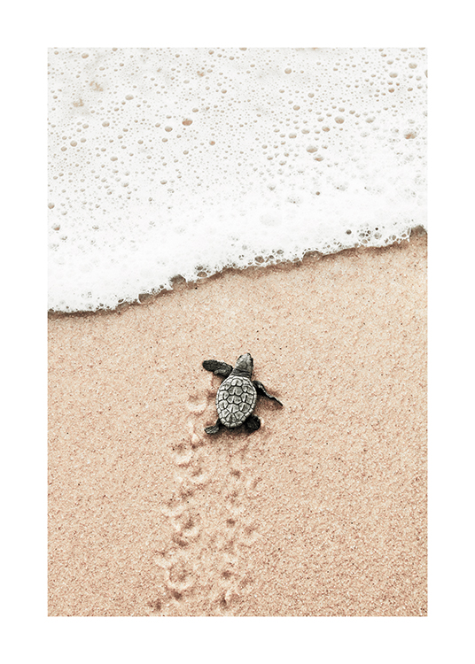 Baby Turtle Poster
