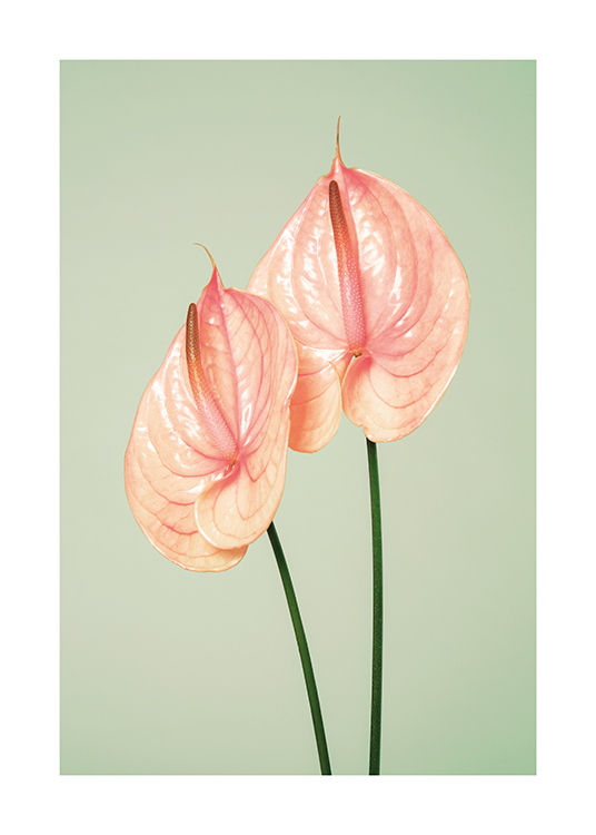 Flamingo Flowers Poster