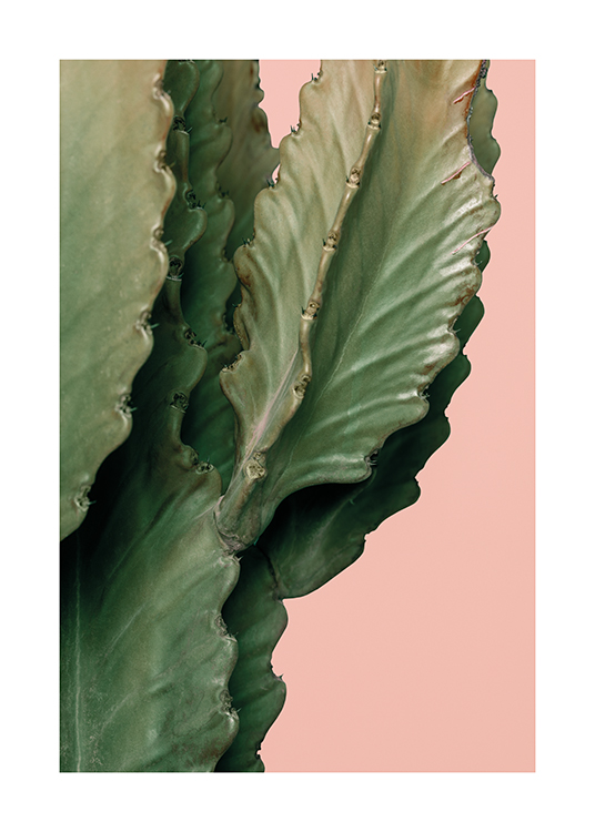 Pink Cactus Detail Poster