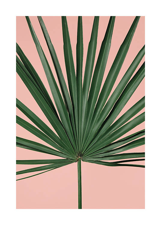 Pink Palm Leaf  Poster