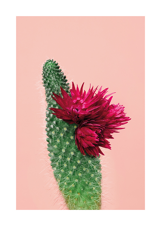 Pink Cactus Flower Poster