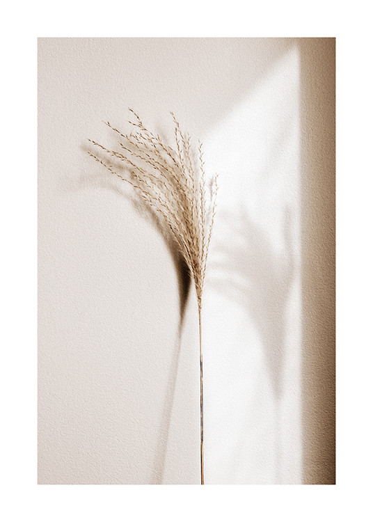  – Fotografia de um junco em bege com sua sombra ao lado, repousando sobre uma parede clara