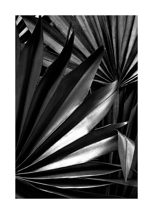  – Fotografia em preto e branco de folhas de palmeira plissadas brilhantes