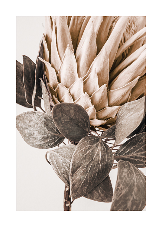  – Fotografia em pormenor de uma protea bege com folhas em verde-acinzentado, contra um fundo claro