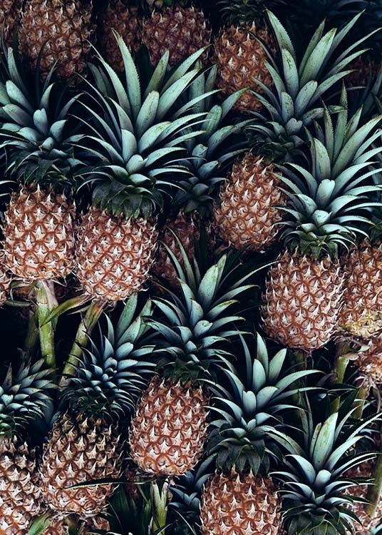 Pineapple Fruits Poster