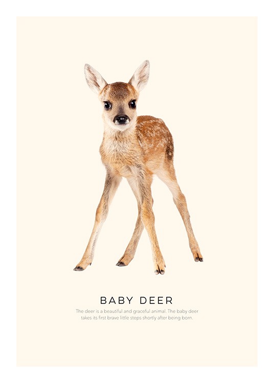 Baby Deer Poster