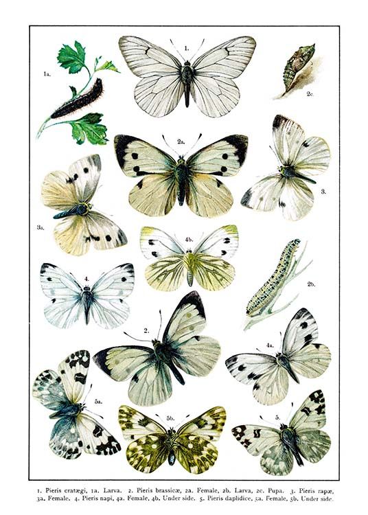 White Garden Butterflies Poster