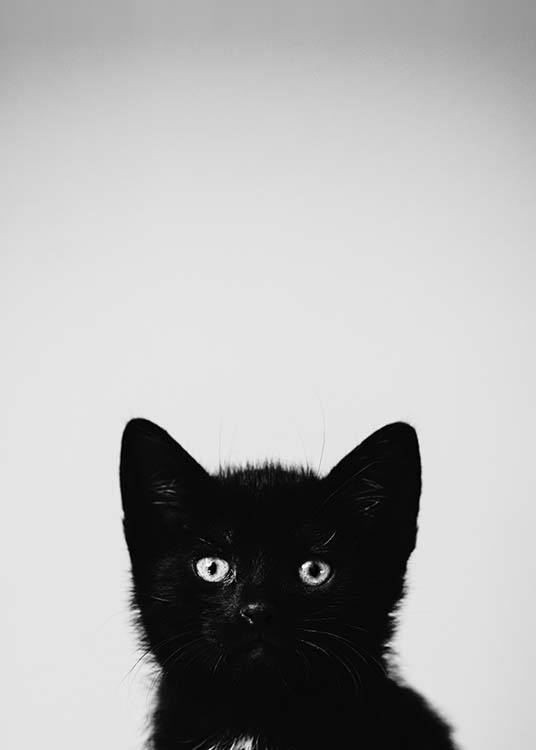 Black Kitten Poster