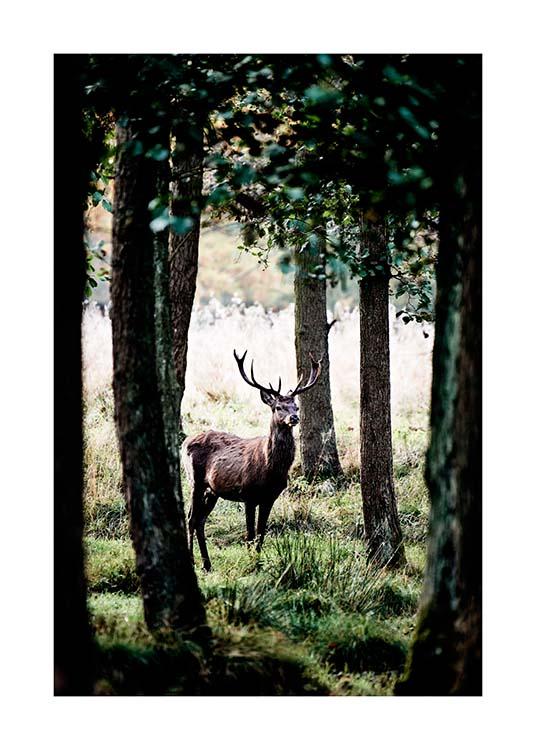 Stag In Forest Poster