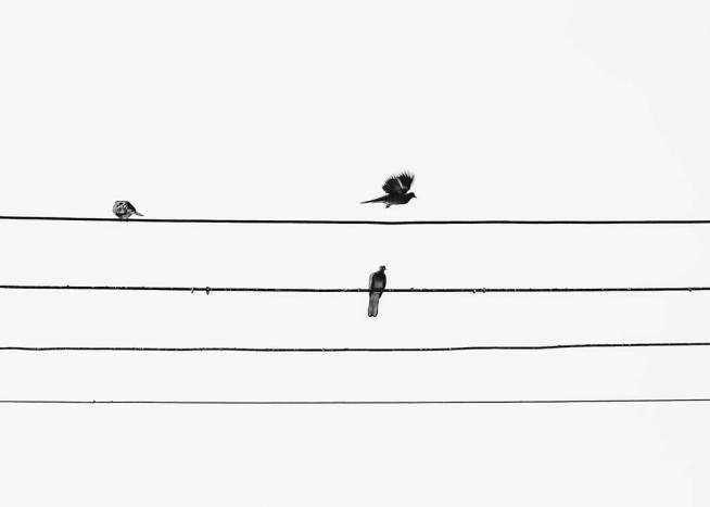 Birds On The Wire Poster