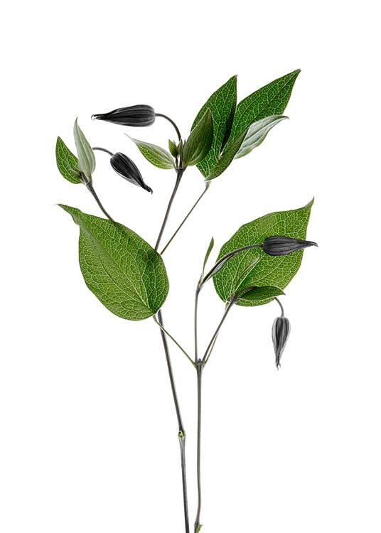 Clematic Flower Poster