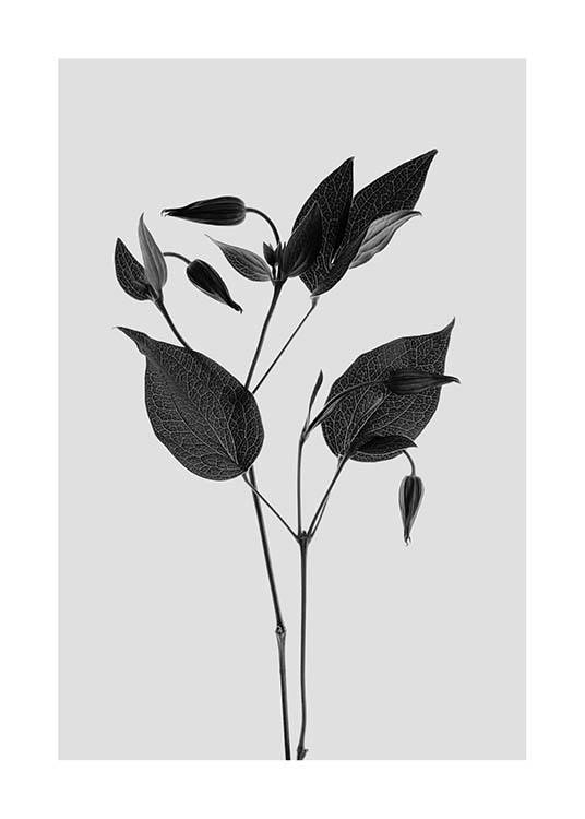 Clematic Flower Grey Poster