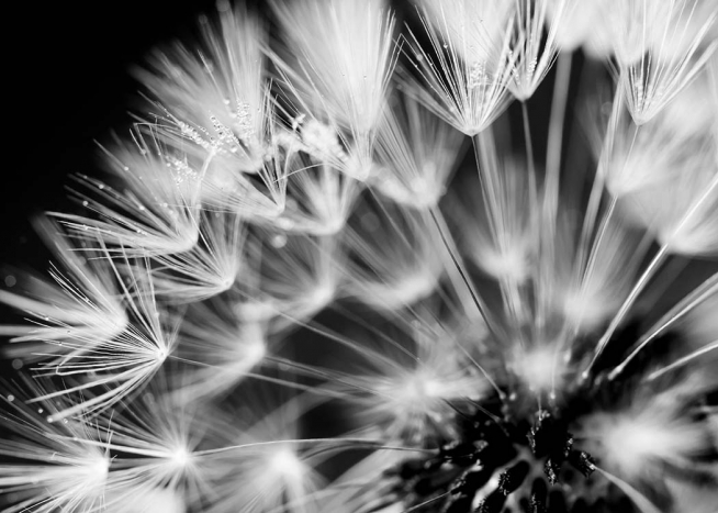 Dandelion Morning Dew Poster